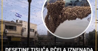 Desetine hiljada pčela u Izraelu